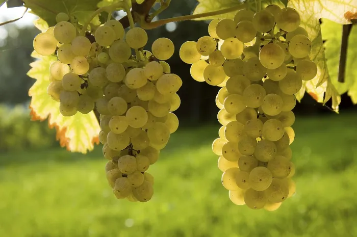 Framed Print : Grapes in Backlight Print Framed Print : Grapes in Backlight Print