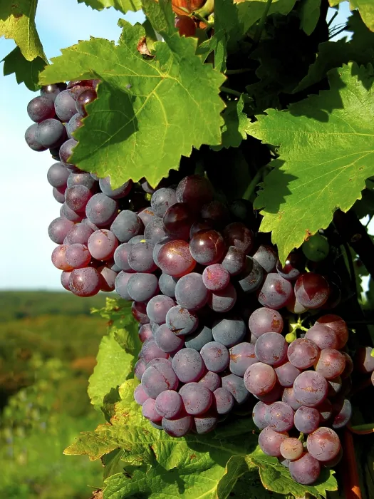 Framed Print : Red Wine Grapes Print Framed Print : Red Wine Grapes Print
