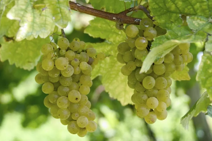 Framed Print : Grapevine Print from imageBROKER Framed Print : Grapevine Print from imageBROKER