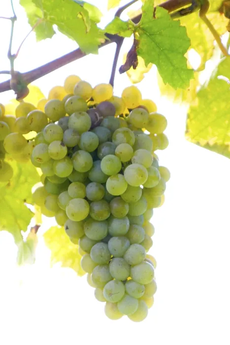 Framed Print : Grapevine Print Framed Print : Grapevine Print