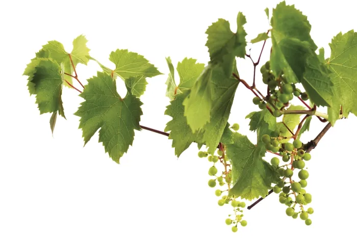 Framed Print : Grapevine with Growing Grapes Print Framed Print : Grapevine with Growing Grapes Print