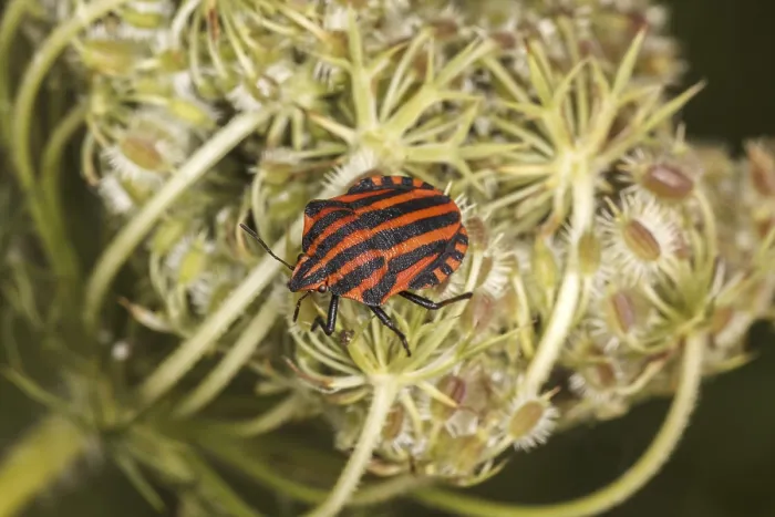 Framed Print : Graphosoma lineatum Print - Red and Black Striped Stink Bug Framed Print : Graphosoma lineatum Print - Red and Black Striped Stink Bug
