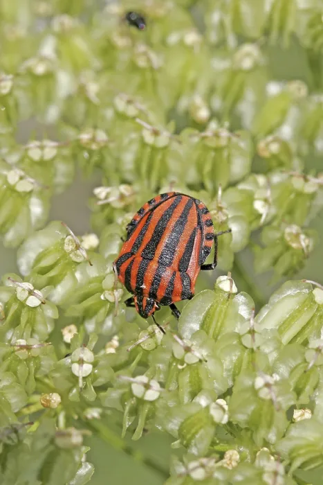 Framed Print : Graphosoma lineatum Print - Striped Bug Framed Print : Graphosoma lineatum Print - Striped Bug