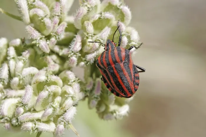 Framed Print : Graphosoma lineatum Print - Striped Bug Framed Print : Graphosoma lineatum Print - Striped Bug