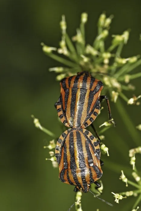 Framed Print : Graphosoma lineatum Print - Striped Bug Framed Print : Graphosoma lineatum Print - Striped Bug