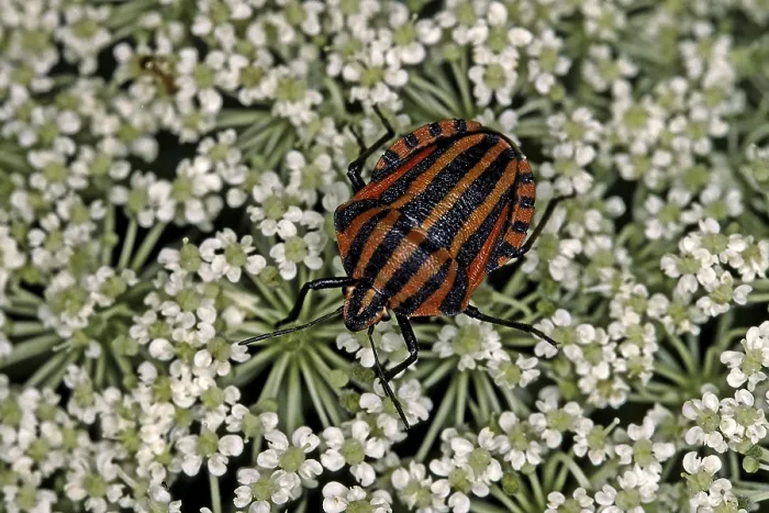 Framed Print : Graphosoma lineatum Print - Striped Bug Framed Print : Graphosoma lineatum Print - Striped Bug