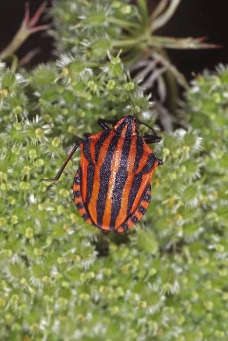 Framed Print : Graphosoma lineatum Print - Striped Bug Framed Print : Graphosoma lineatum Print - Striped Bug