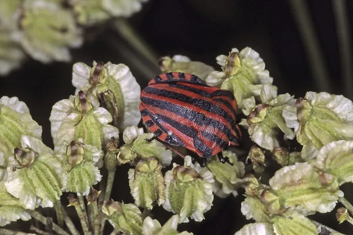 Framed Print : Graphosoma lineatum Print - Striped Bug Framed Print : Graphosoma lineatum Print - Striped Bug