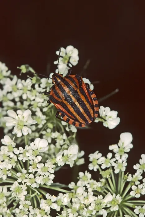 Framed Print : Graphosoma lineatum Print - Striped Bug Framed Print : Graphosoma lineatum Print - Striped Bug