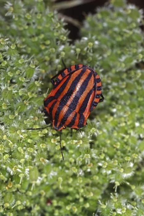 Framed Print : Graphosoma lineatum Print - Striped Bug Framed Print : Graphosoma lineatum Print - Striped Bug