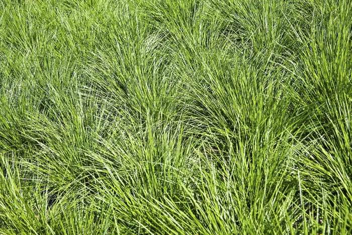 Framed Print : Print of Grass by Claude Monet Framed Print : Print of Grass by Claude Monet