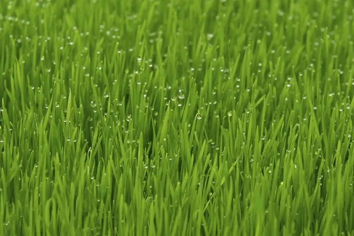 Framed Print : Grass Grass Print by ImageBROKER Framed Print : Grass Grass Print by ImageBROKER