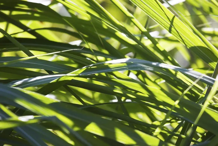 Framed Print : Grass Print by ImageBROKER Framed Print : Grass Print by ImageBROKER