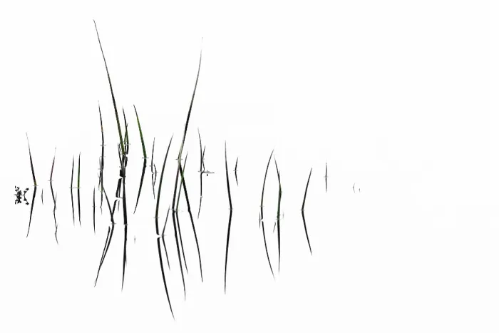Framed Print : Grass Blades with Reflection Print, Ambleside Lake District Framed Print : Grass Blades with Reflection Print, Ambleside Lake District