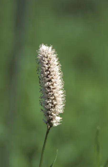 Framed Print : Grass in Bloom Print Framed Print : Grass in Bloom Print