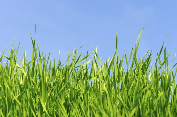 Framed Print : Grass against blue sky Print Framed Print : Grass against blue sky Print