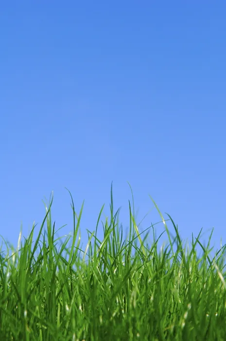Framed Print : Grass with Blue Sky Print Framed Print : Grass with Blue Sky Print