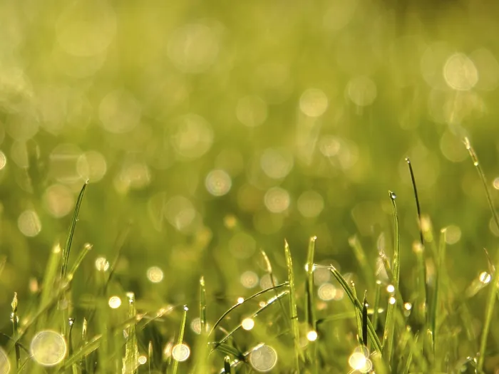 Framed Print : Grass with Dew Drops Print Framed Print : Grass with Dew Drops Print