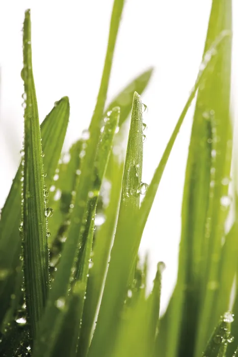 Framed Print : Dewy Morning Grass Print Framed Print : Dewy Morning Grass Print