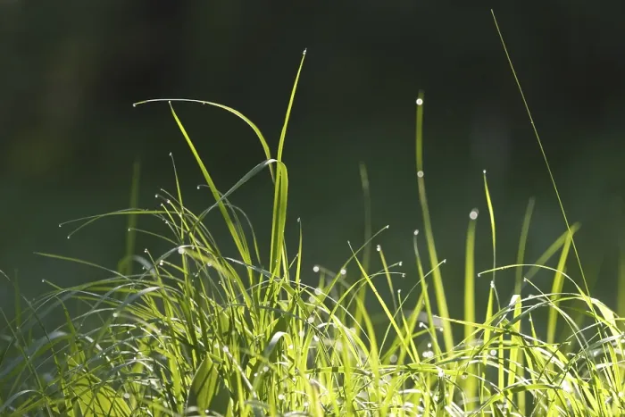 Framed Print : Grass with Drops of Water Print Framed Print : Grass with Drops of Water Print