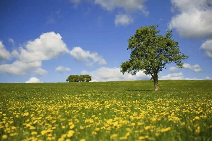 Framed Print : Grass Fields with Yellow Dandelions and Single Tree Print Framed Print : Grass Fields with Yellow Dandelions and Single Tree Print
