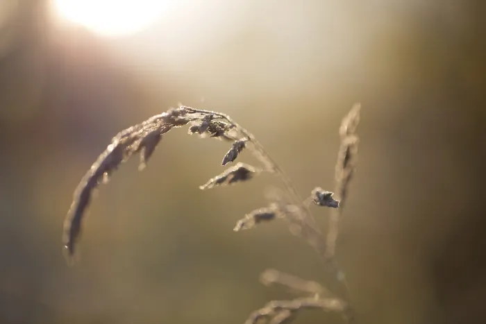 Framed Print : Grass Flower Print, Close-Up Framed Print : Grass Flower Print, Close-Up