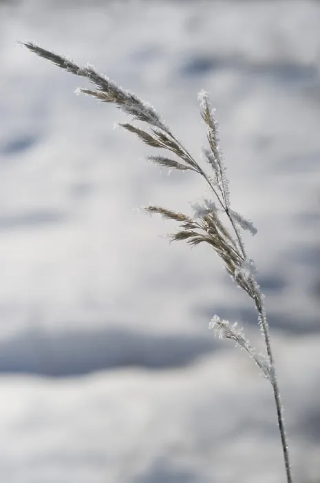 Framed Print : Hoarfrost Grass Print Framed Print : Hoarfrost Grass Print