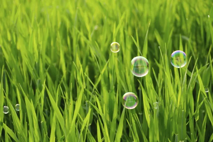 Framed Print : Grass of the meadows and soap bubbles Print Framed Print : Grass of the meadows and soap bubbles Print