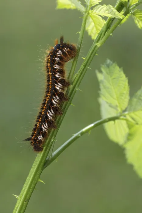 Framed Print : Grass Moth or Drinker Print, Euthrix potatoria Caterpillar Framed Print : Grass Moth or Drinker Print, Euthrix potatoria Caterpillar