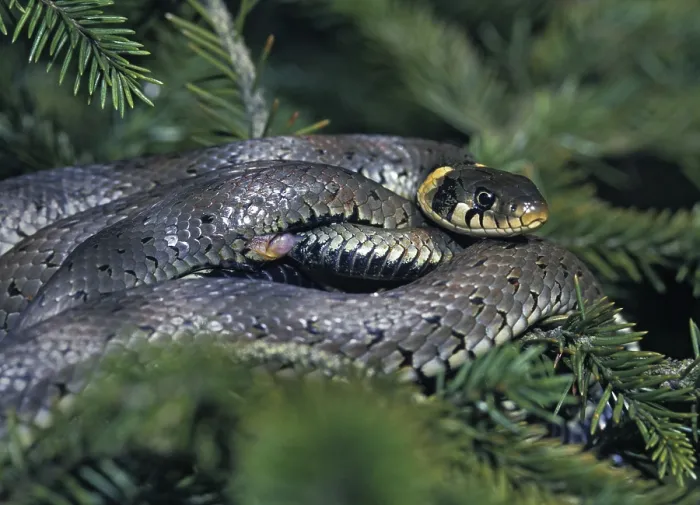 Framed Print : Grass Snake Print, Natrix Natrix Framed Print : Grass Snake Print, Natrix Natrix