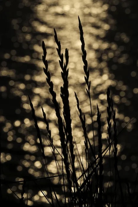 Framed Print : Grass at Sunset Print, Greifswalder Bodden, Germany Framed Print : Grass at Sunset Print, Greifswalder Bodden, Germany