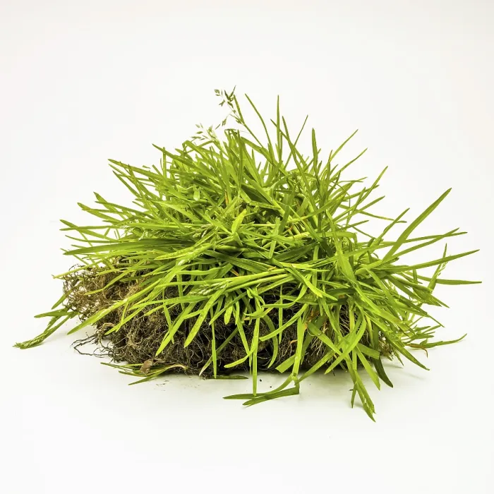 Framed Print : Grass Print on White Background Framed Print : Grass Print on White Background