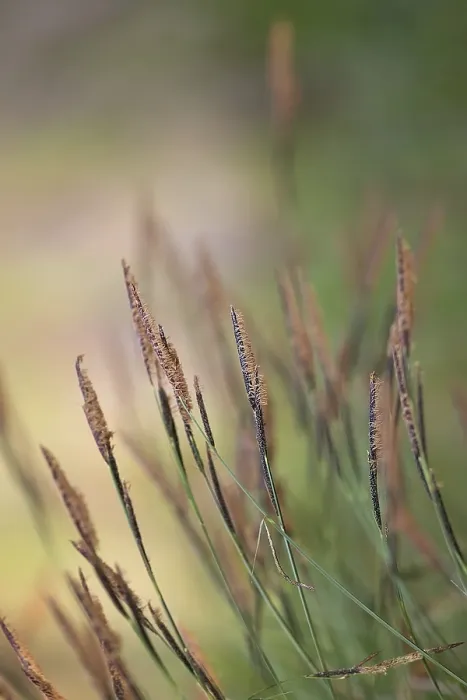 Framed Print : Print of Grass in the Wind in the Forest Framed Print : Print of Grass in the Wind in the Forest