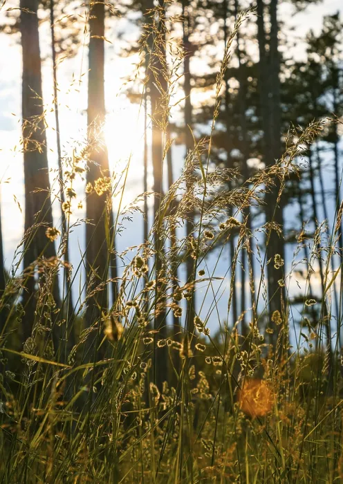 Framed Print : Austrian Landscape Print: Sunset over Forest and Grasses Framed Print : Austrian Landscape Print: Sunset over Forest and Grasses