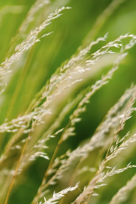 Framed Print : Grasses in the Wind Print Framed Print : Grasses in the Wind Print