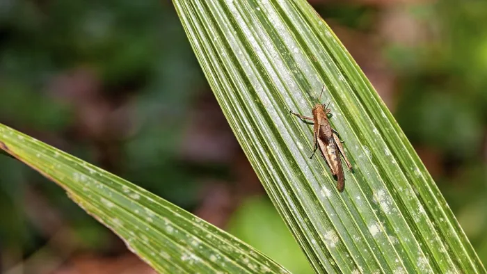 Framed Print : Amazon Grasshopper on Leaf Print Framed Print : Amazon Grasshopper on Leaf Print