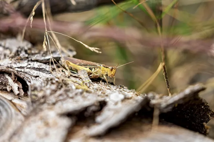 Framed Print : Grasshopper on Tree Bark Print - German Caelifera Framed Print : Grasshopper on Tree Bark Print - German Caelifera