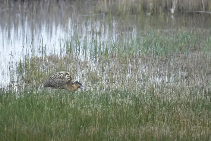 Framed Print : Great Bittern in Spring, RSPB Minsmere Print Framed Print : Great Bittern in Spring, RSPB Minsmere Print