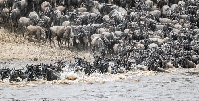 Framed Print : The Great Migration: Wildebeest Crossing the Mara River Print Framed Print : The Great Migration: Wildebeest Crossing the Mara River Print