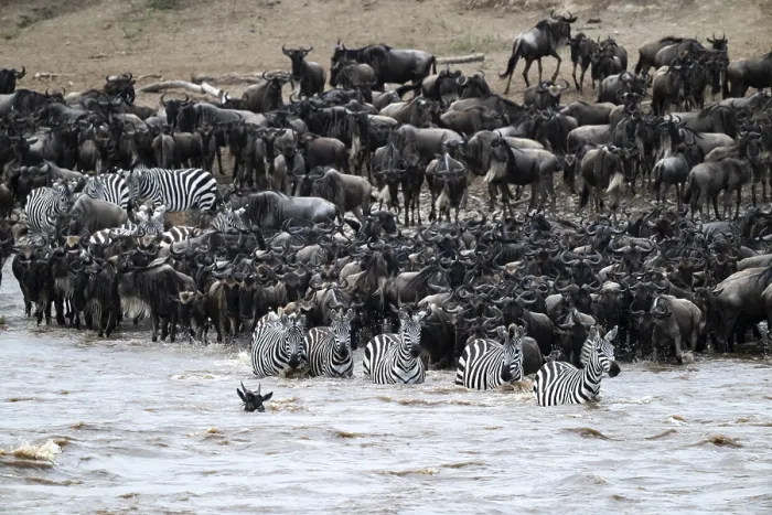 Framed Print : The Great Migration: Wildebeest and Zebras Cross Mara River Print Framed Print : The Great Migration: Wildebeest and Zebras Cross Mara River Print