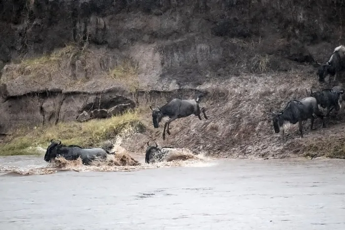 Framed Print : The Great Migration: Wildebeest Leap into Mara River Print Framed Print : The Great Migration: Wildebeest Leap into Mara River Print