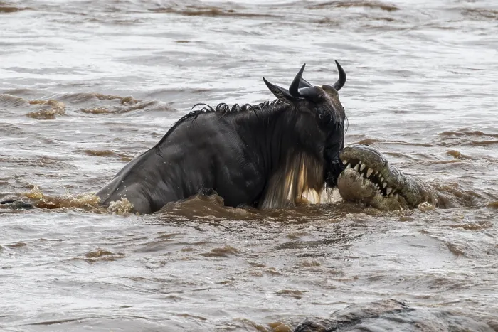 Framed Print : The Great Migration: Wildebeest Crossing - Print Framed Print : The Great Migration: Wildebeest Crossing - Print
