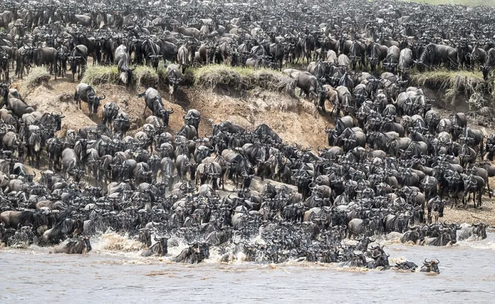 Framed Print : The Great Migration: Wildebeest Cross Mara River Print Framed Print : The Great Migration: Wildebeest Cross Mara River Print