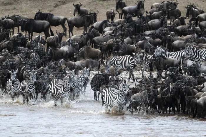 Framed Print : The Great Migration Print: Mara River Crossing Framed Print : The Great Migration Print: Mara River Crossing