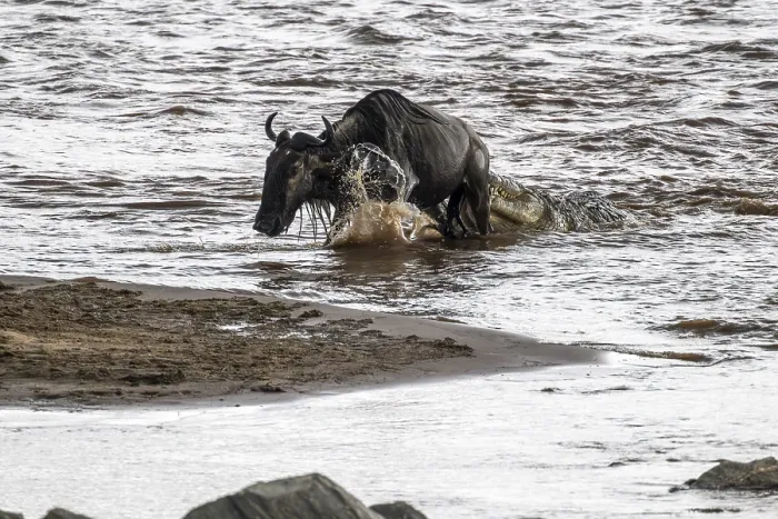 Framed Print : The Great Migration: Print of Wildebeest Crossing Mara River Framed Print : The Great Migration: Print of Wildebeest Crossing Mara River