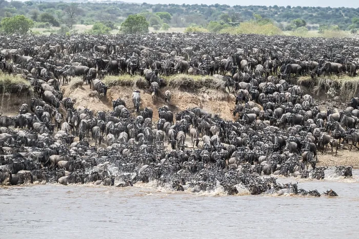 Framed Print : The Great Migration: Wildebeest Cross Mara River Print Framed Print : The Great Migration: Wildebeest Cross Mara River Print