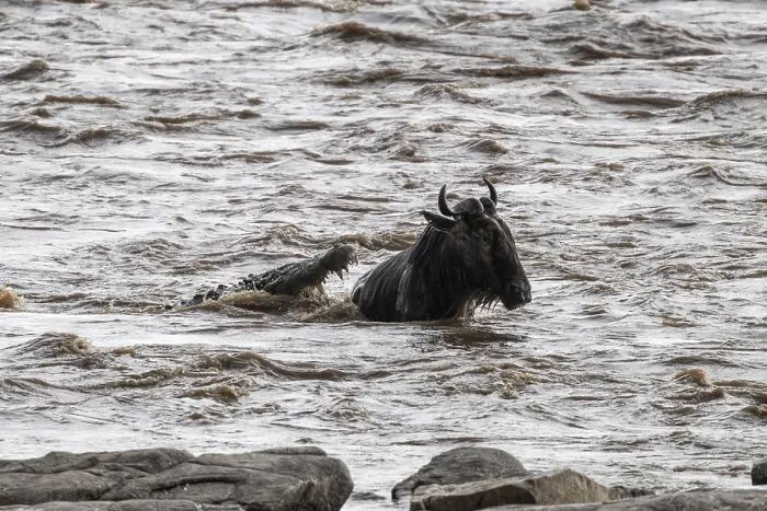 Framed Print : The Great Migration Print: Wildebeest Attacked by Crocodile Framed Print : The Great Migration Print: Wildebeest Attacked by Crocodile