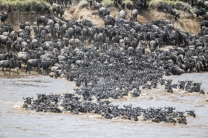 Framed Print : The Great Migration: Wildebeest Cross Mara River Print Framed Print : The Great Migration: Wildebeest Cross Mara River Print
