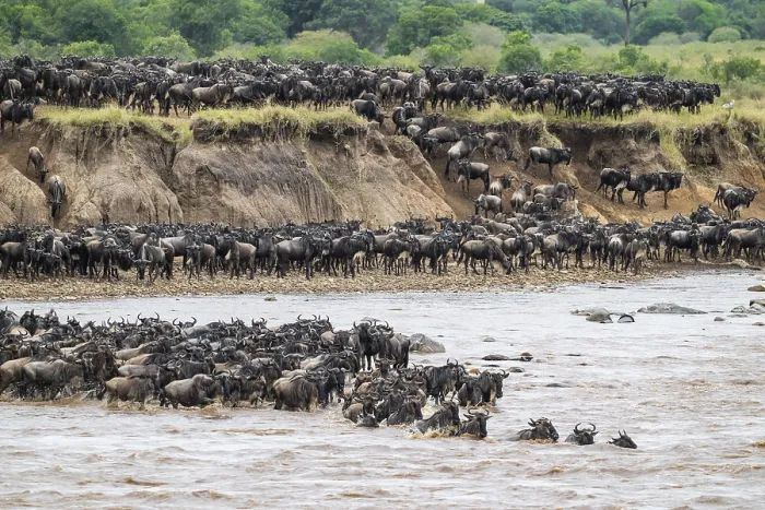 Framed Print : The Great Migration Print: Wildebeest Cross Mara River, Tanzania Framed Print : The Great Migration Print: Wildebeest Cross Mara River, Tanzania