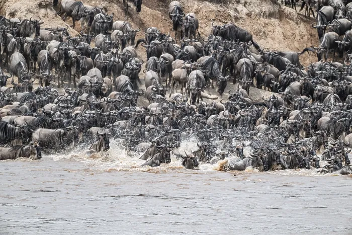 Framed Print : The Great Migration: Wildebeest Crossing the Mara River Print